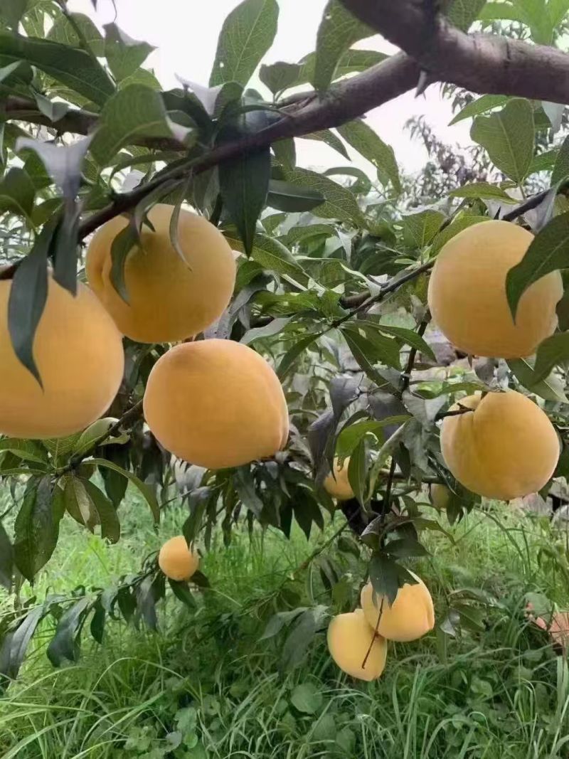 四川锦绣黄桃