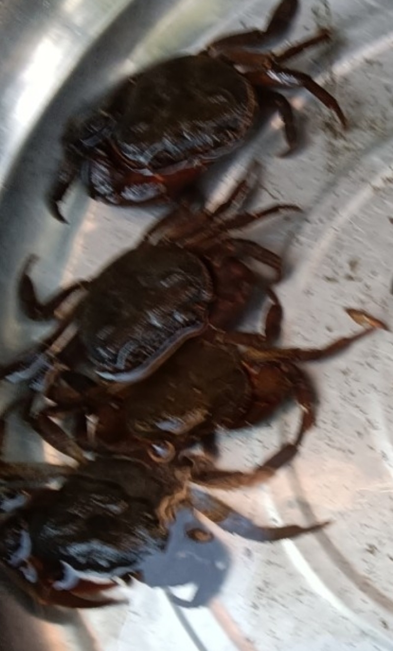 纯野生螃蟹