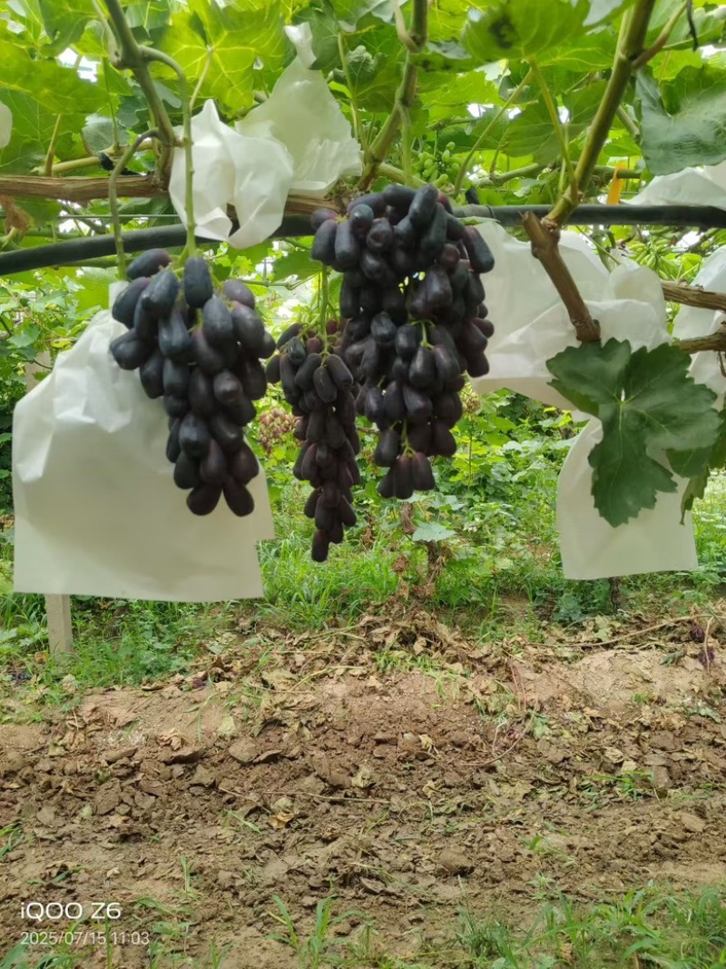 甜蜜蓝宝石又名月光之泪瓜崩脆甜无核营养丰富
