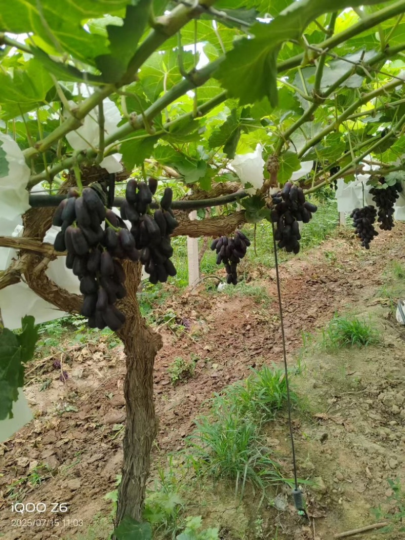 甜蜜蓝宝石又名月光之泪瓜崩脆甜无核营养丰富
