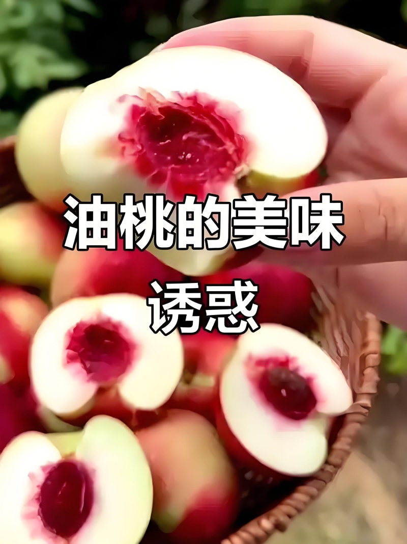 珍珠枣蜜桃，珍珠枣油桃，陕西珍珠枣油桃，珍珠三号枣蜜桃