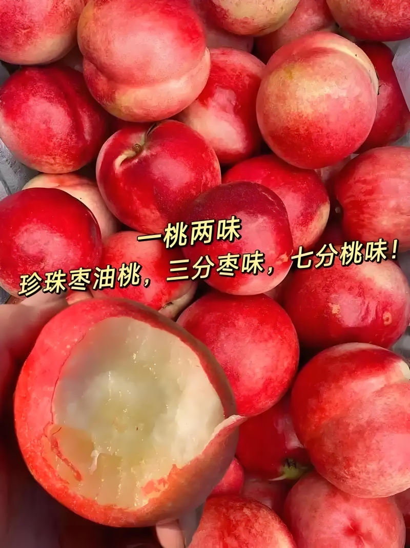 珍珠枣蜜桃，珍珠枣油桃，陕西珍珠枣油桃，珍珠三号枣蜜桃