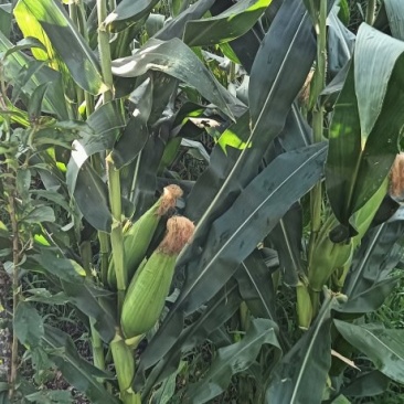 加甜糯玉米种植基地