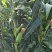 加甜糯玉米种植基地