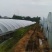 11亩蔬菜种植大棚转让，配套天喷滴灌，水电齐全