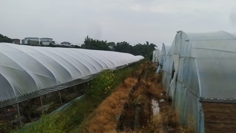 11亩蔬菜种植大棚转让，配套天喷滴灌，水电齐全