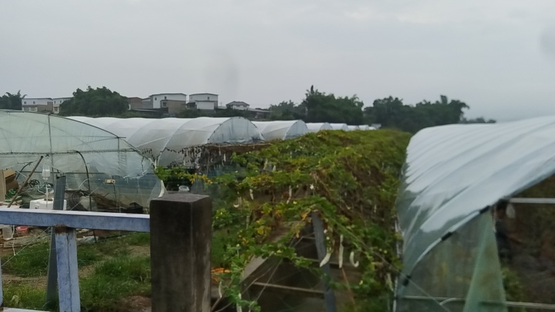 11亩蔬菜种植大棚转让，配套天喷滴灌，水电齐全