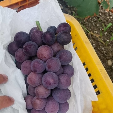 新开园的巨峰葡萄四川产地直供质量保证一手货源全国发货