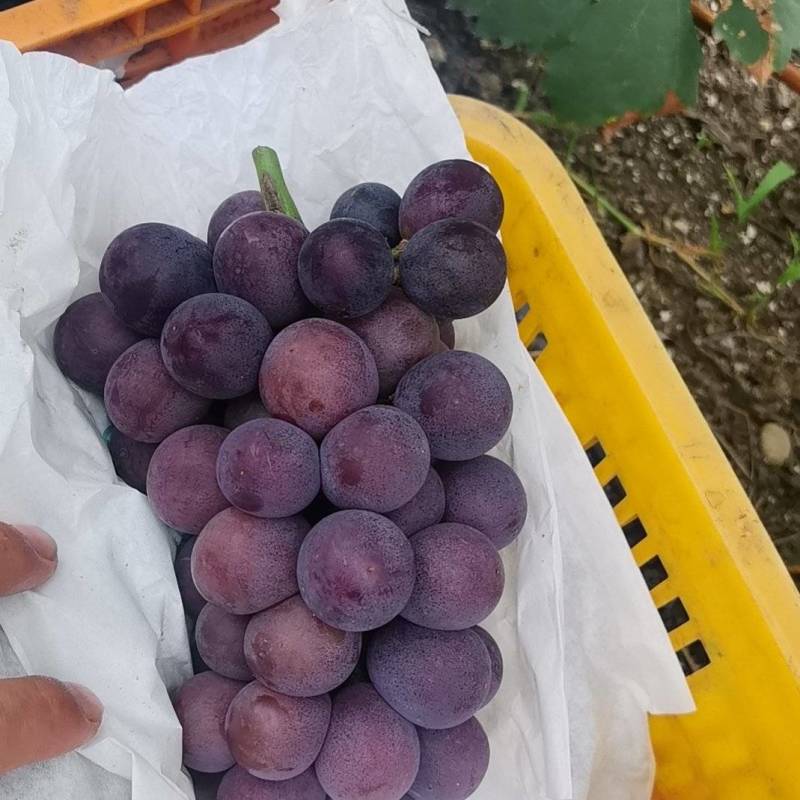 新开园的巨峰葡萄四川产地直供质量保证一手货源全国发货