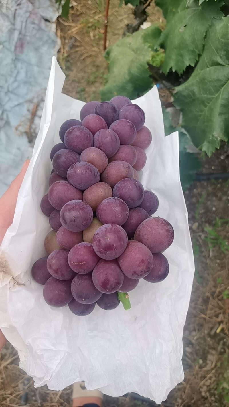 新开园的巨峰葡萄四川产地直供质量保证一手货源全国发货