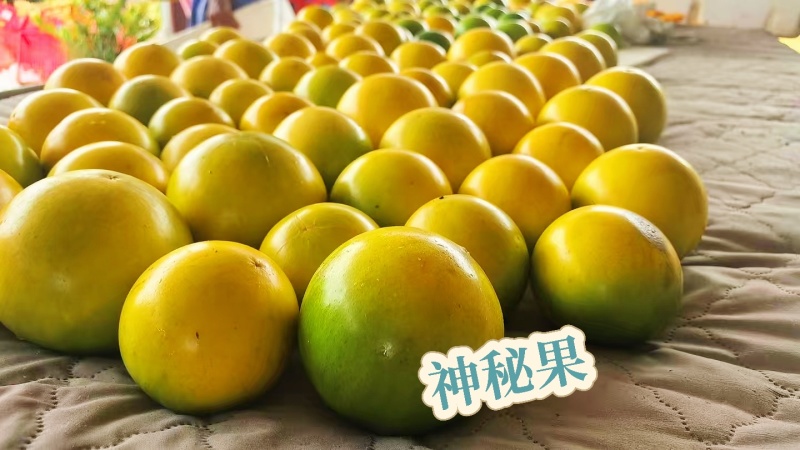 广东茂名黄金果水果燕窝南方稀有高端水果黄宝石