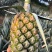 潮汕圆墩菠萝，甜中带香，品得鲜农业基地直发，欢迎商家洽谈