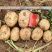 开封通许沃土土豆，冷库水洗供应链直发直供对接电商市场