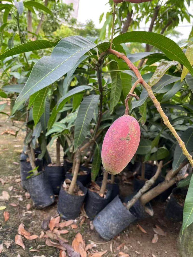 红皮大芒果苗，果苗现货现发，没有中间商，基地直接发货！