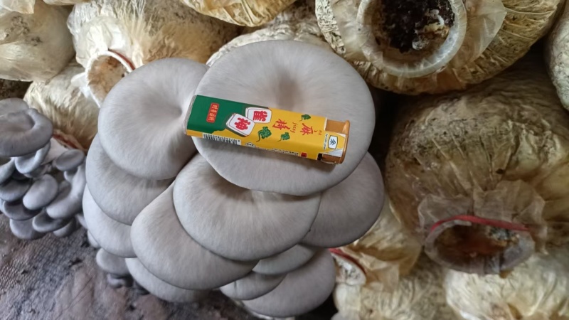 平菇