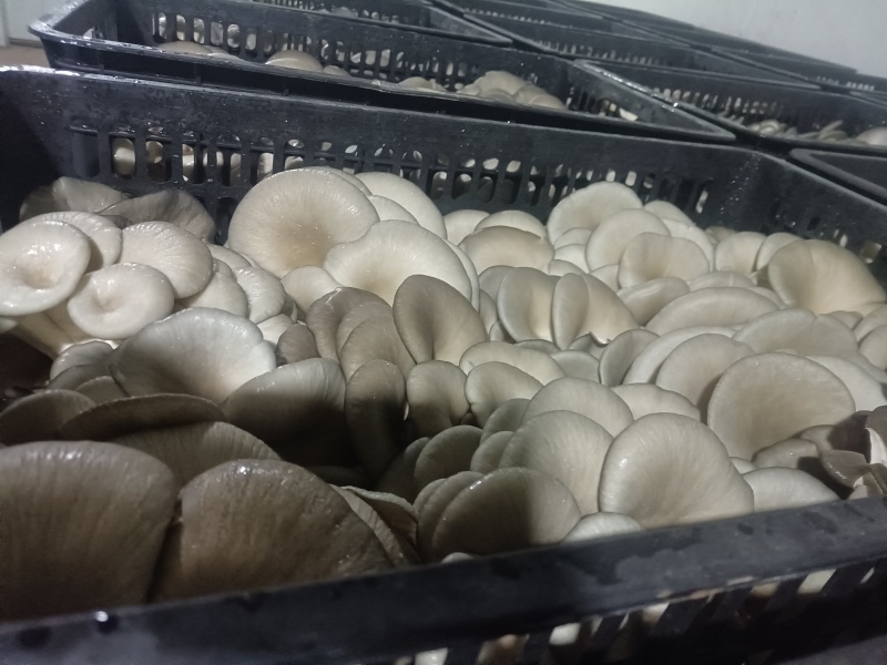 平菇