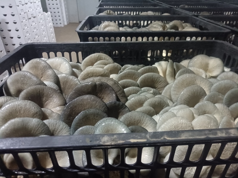 平菇