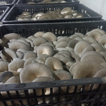 平菇