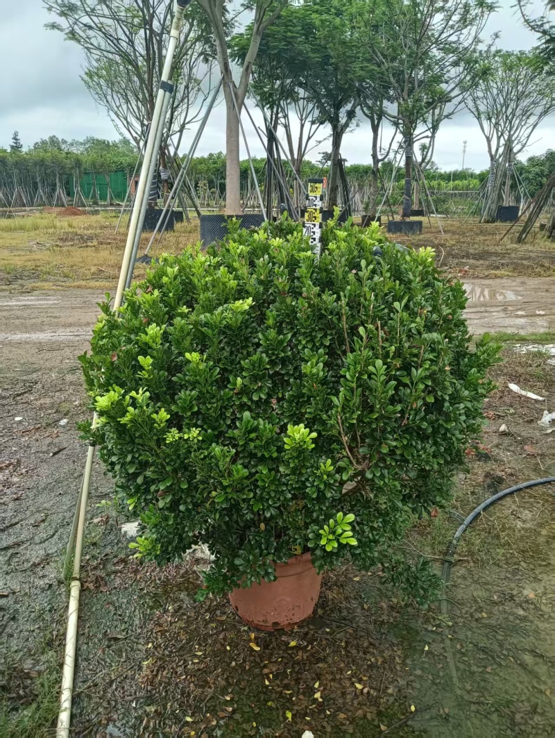 米兰大小规格的都有，普宁市基地直接发货，欢迎您随时联系！