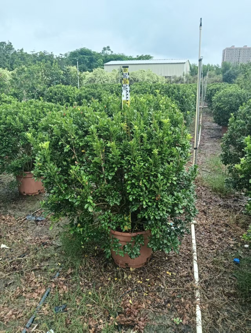米兰大小规格的都有，普宁市基地直接发货，欢迎您随时联系！