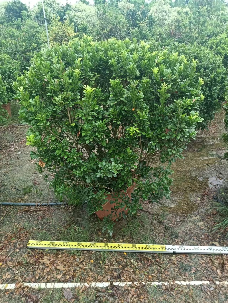 米兰大小规格的都有，普宁市基地直接发货，欢迎您随时联系！