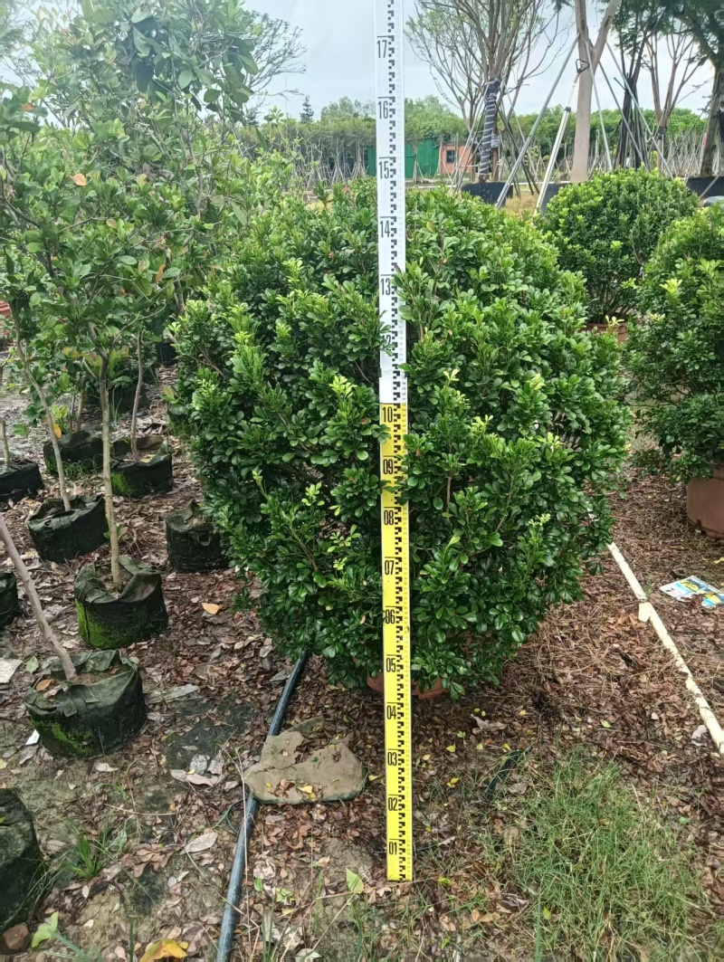 米兰大小规格的都有，普宁市基地直接发货，欢迎您随时联系！