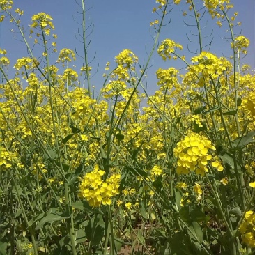 越优577食用型油菜种子高产高含油矮杆抗寒抗病适广性强