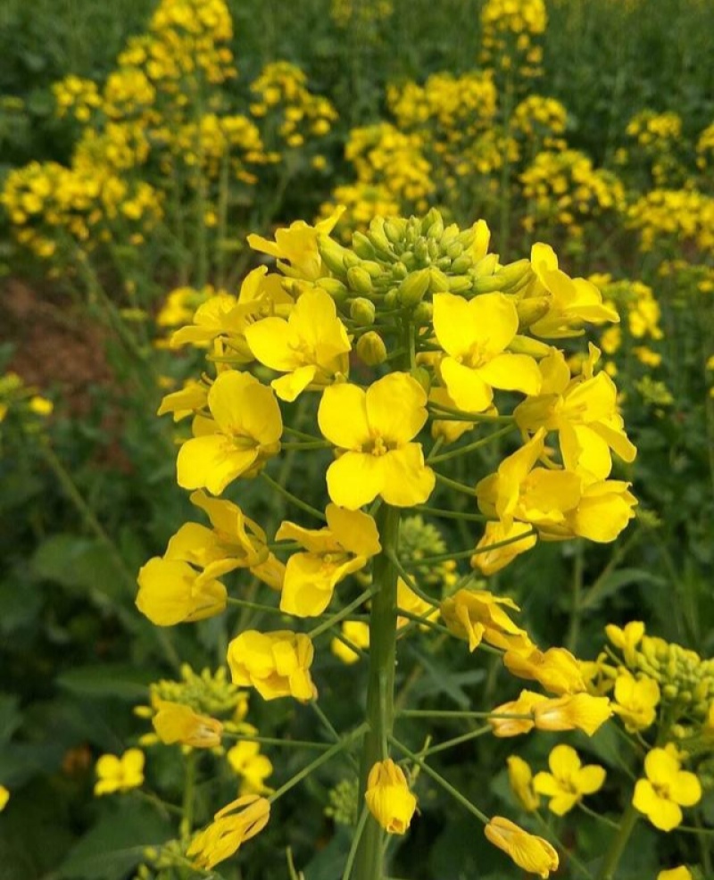 越优577食用型油菜种子高产高含油矮杆抗寒抗病适广性强