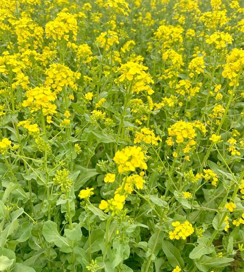 越优577食用型油菜种子高产高含油矮杆抗寒抗病适广性强