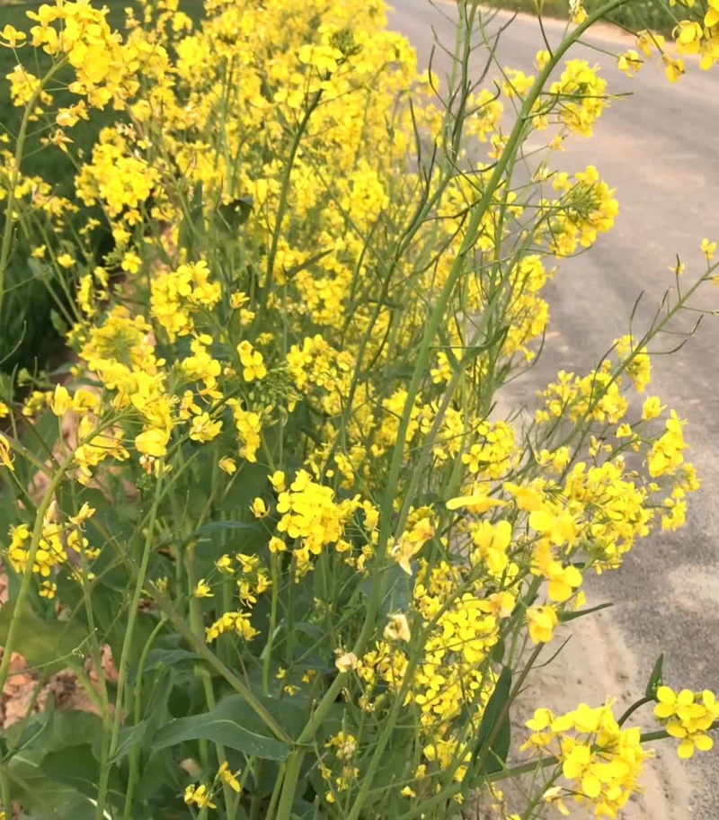 越优577食用型油菜种子高产高含油矮杆抗寒抗病适广性强