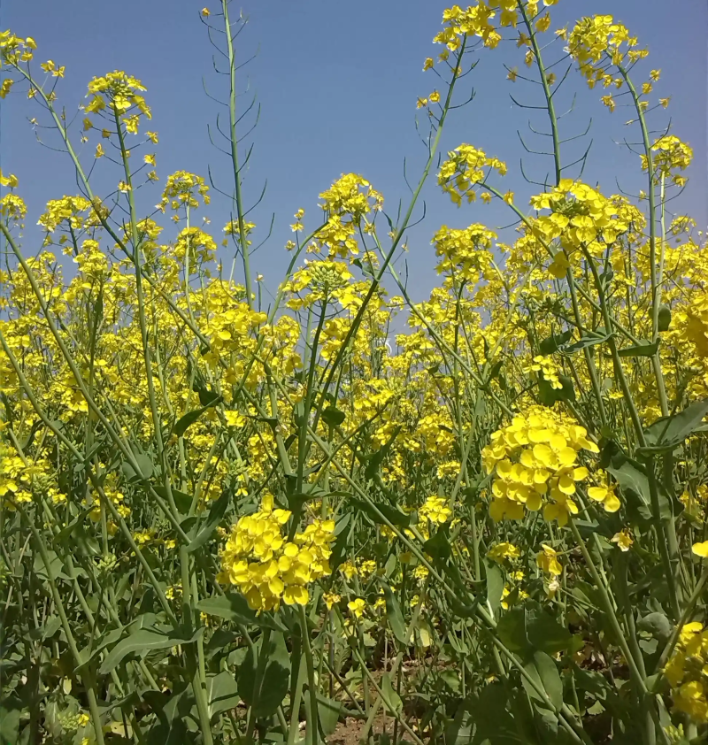 越优577食用型油菜种子高产高含油矮杆抗寒抗病适广性强
