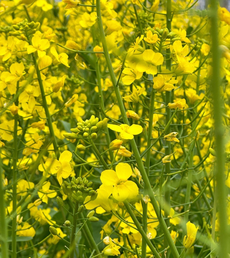 越优577食用型油菜种子高产高含油矮杆抗寒抗病适广性强