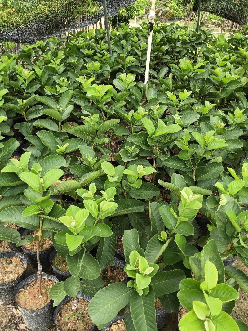 珍珠四季白肉番石榴果苗，基地直接发货，量大从优！