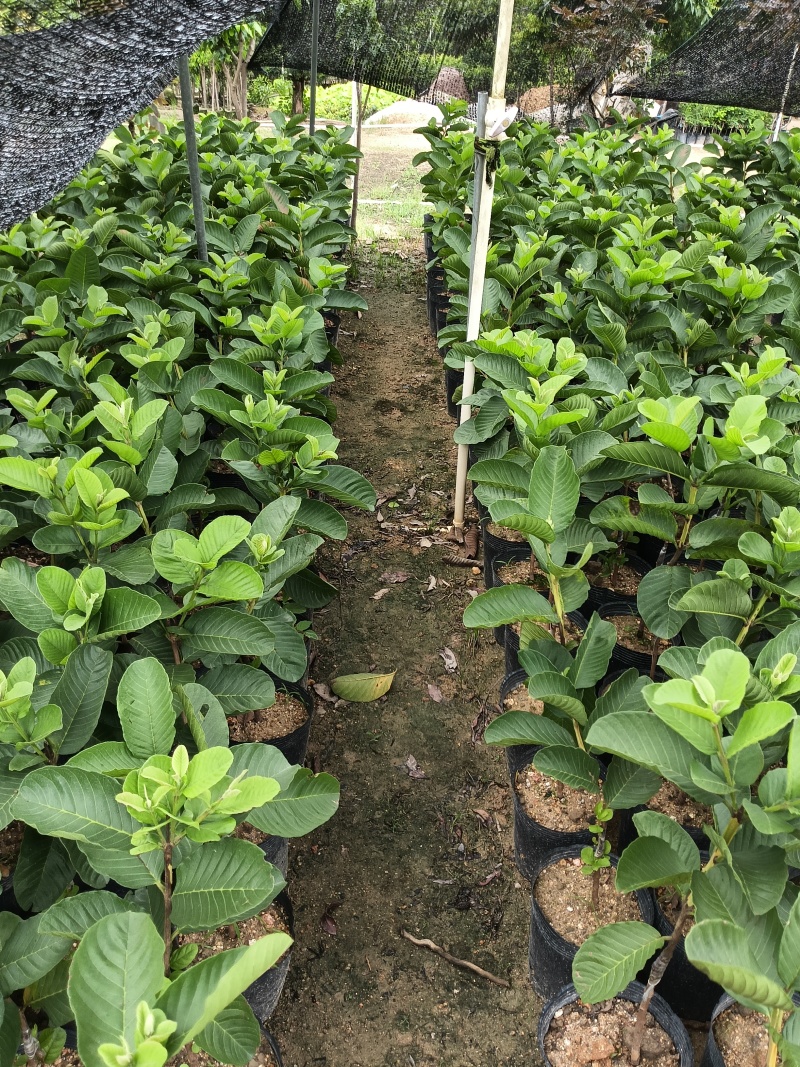 珍珠四季白肉番石榴果苗，基地直接发货，量大从优！