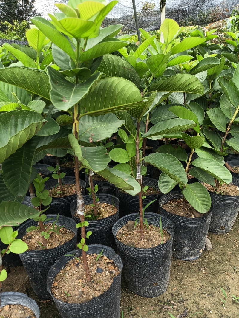 珍珠四季白肉番石榴果苗，基地直接发货，量大从优！