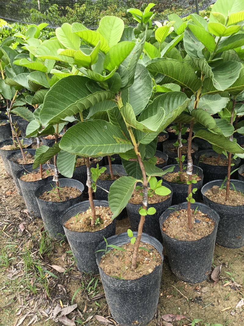 珍珠四季白肉番石榴果苗，基地直接发货，量大从优！
