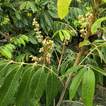 四季龙眼苗，基地直接发货，欢迎您随时联系！