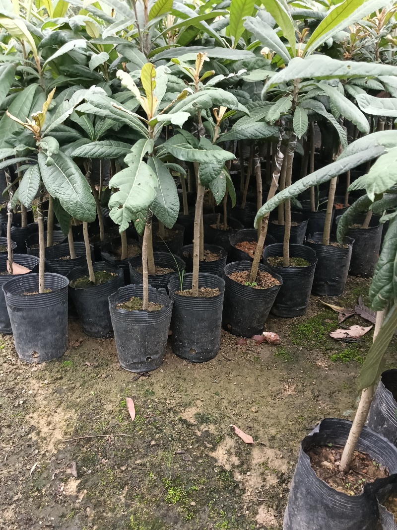 枇杷苗，普宁市基地直接发货，个大肉甜，欢迎您随时联系！