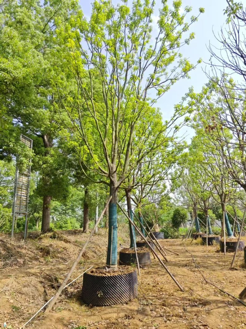 香樟10-25公分