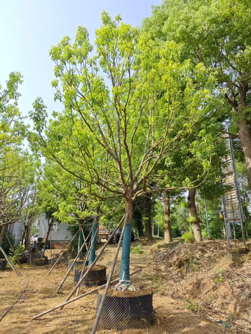 香樟10-25公分