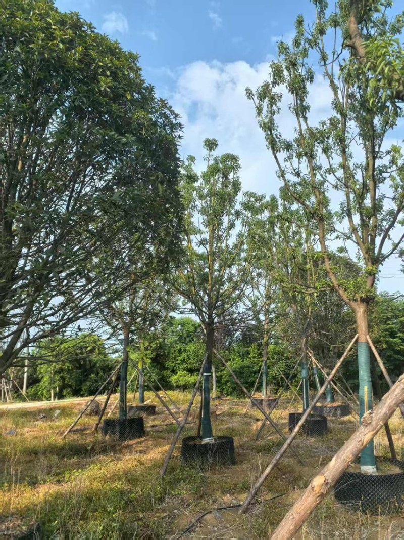 香樟10-25公分