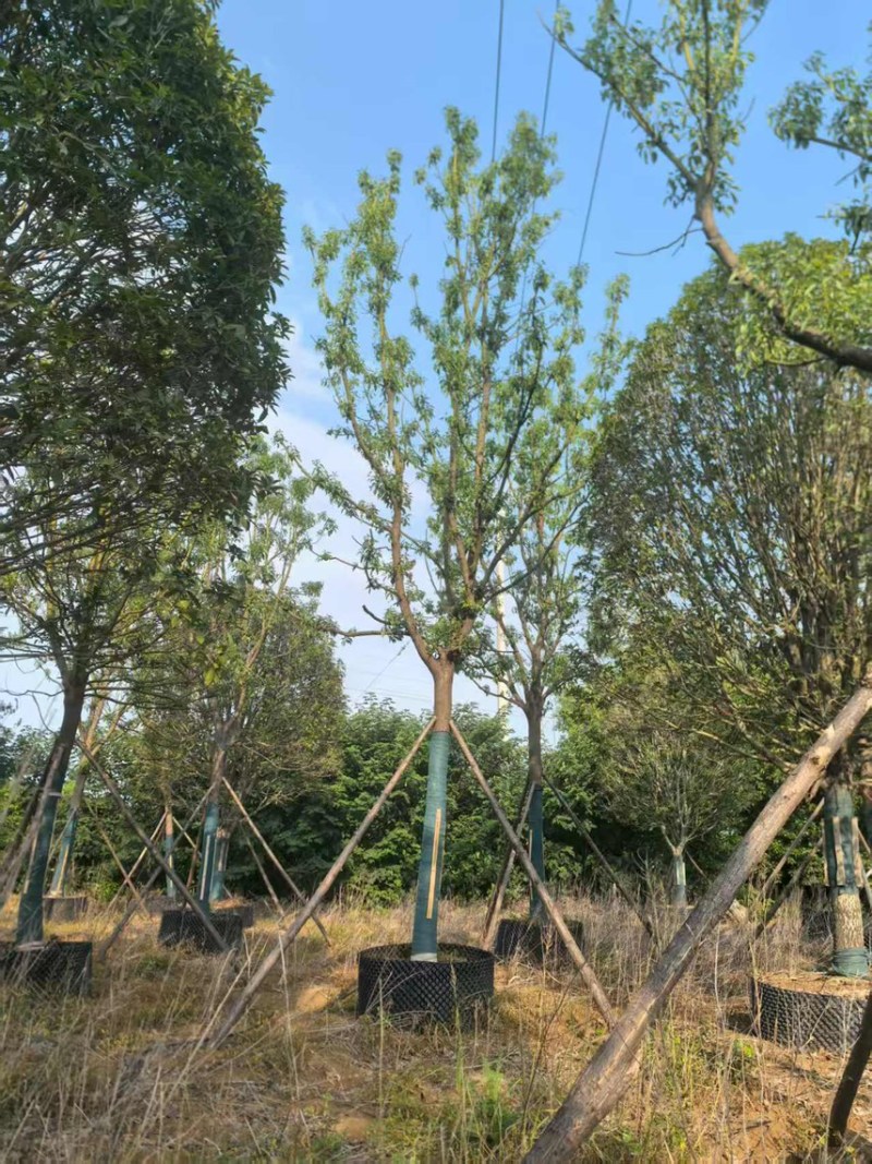 香樟10-25公分