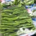 精品尖椒新品大绿皮色浙光亮口感上佳产地发货