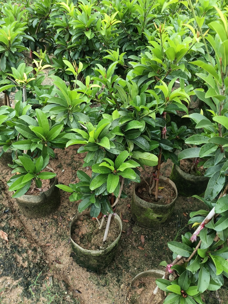 人参果苗，基地直接发货，量大从优，欢迎您随时联系下单！