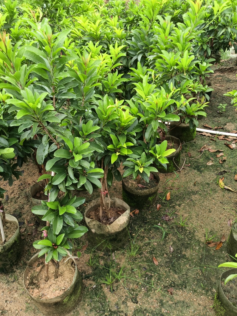 人参果苗，基地直接发货，量大从优，欢迎您随时联系下单！