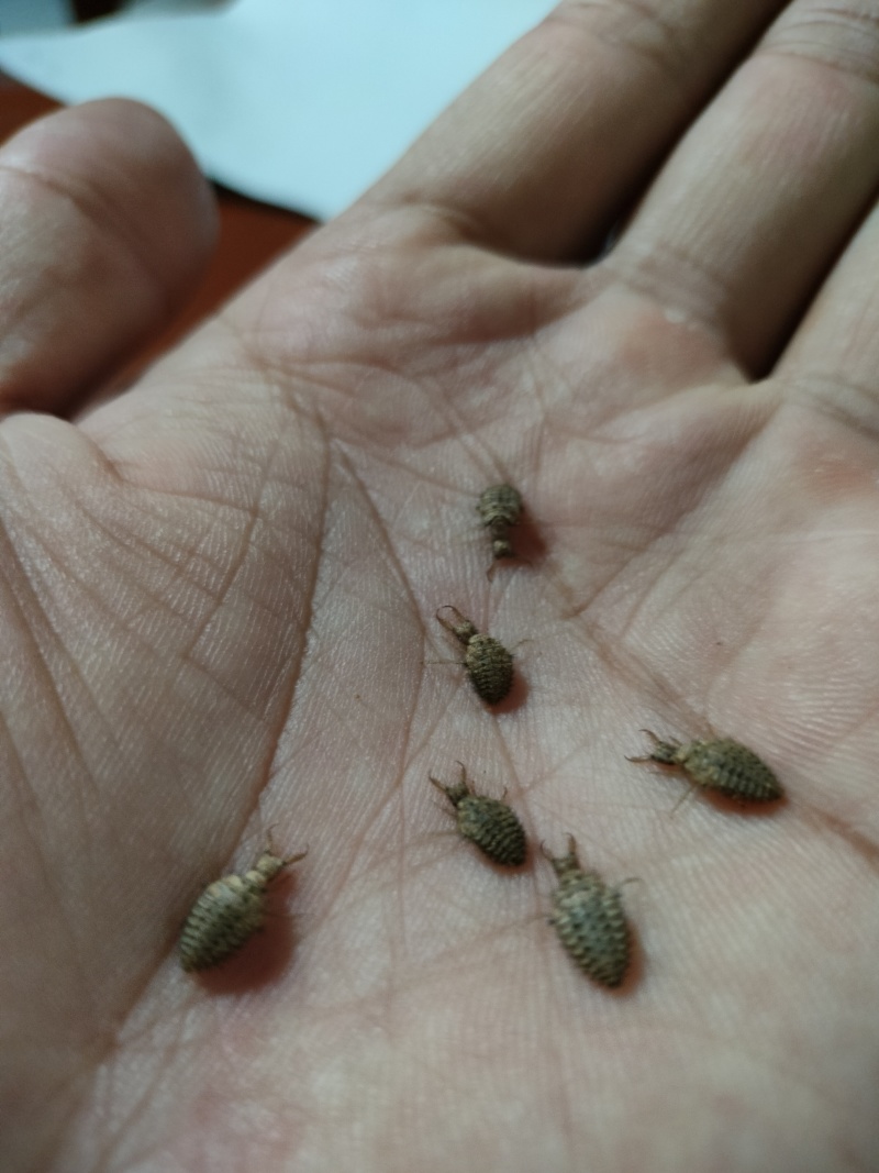 广西金沙牛正品新货/水洗去沙晾干