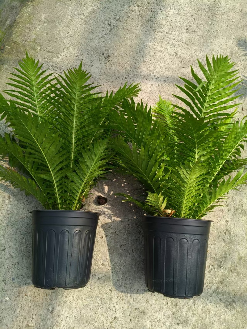 观叶植物春芋2加伦基地有量，价格优惠，欢迎订购。