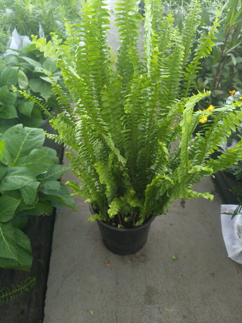 观叶植物春芋2加伦基地有量，价格优惠，欢迎订购。