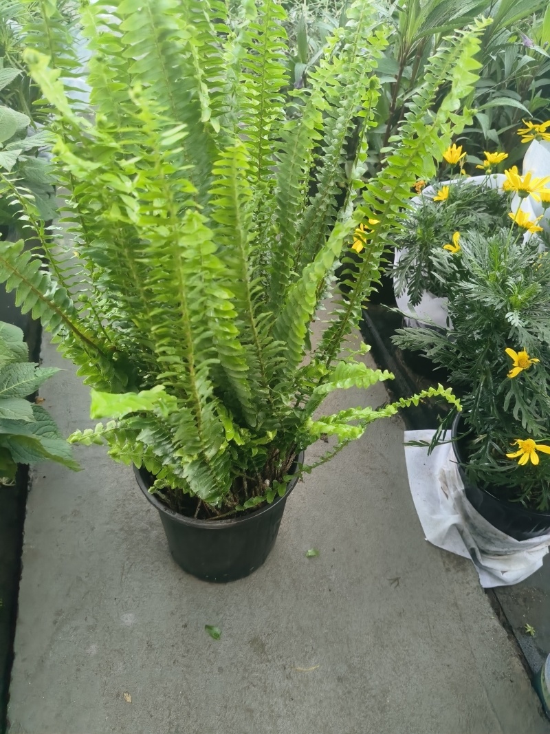 观叶植物春芋2加伦基地有量，价格优惠，欢迎订购。