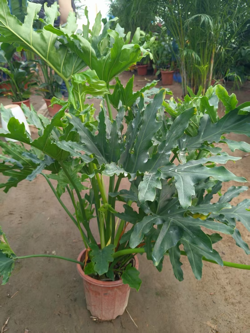 观叶植物春芋2加伦基地有量，价格优惠，欢迎订购。